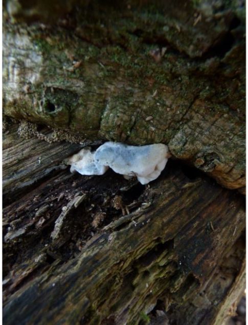 Fruit body (susp. Postia subcaesia) on oak in Laindon, UK.
